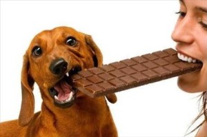 dog_chocolate0801